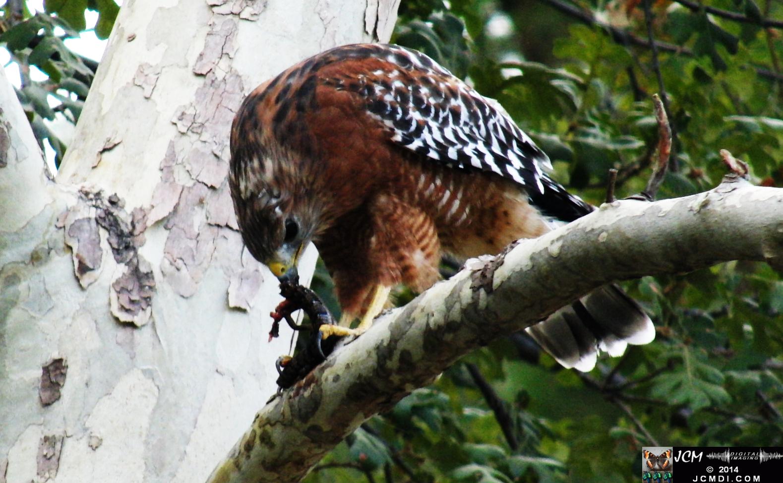 Still image of Red-Shouldered Hawk eating an Alligator Lizard � from the YouTube video